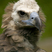 Cinereous Vulture
